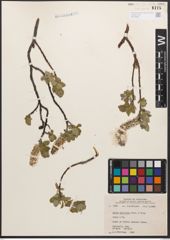 Salix calcicola Fernald & Wiegand